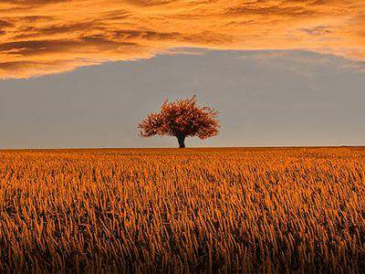 Country landscape with an orange sunset over a wheat field reflecting the sunset colour