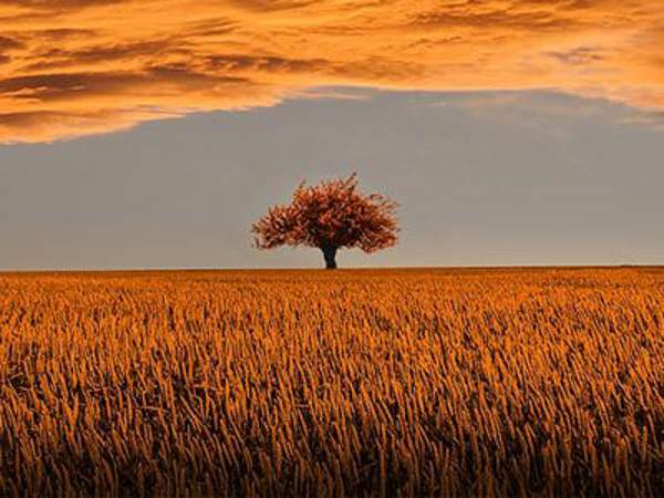Country landscape with an orange sunset over a wheat field reflecting the sunset colour
